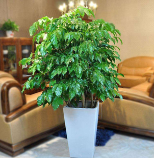 綠植租擺的好處有哪些呢？