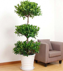 綠植租賃能為消費者帶來哪些服務？